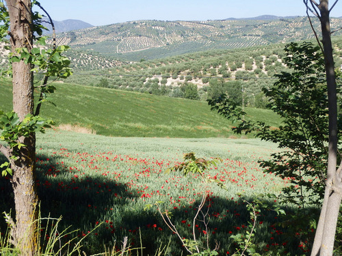 On the road to Montefr&iacute;o.